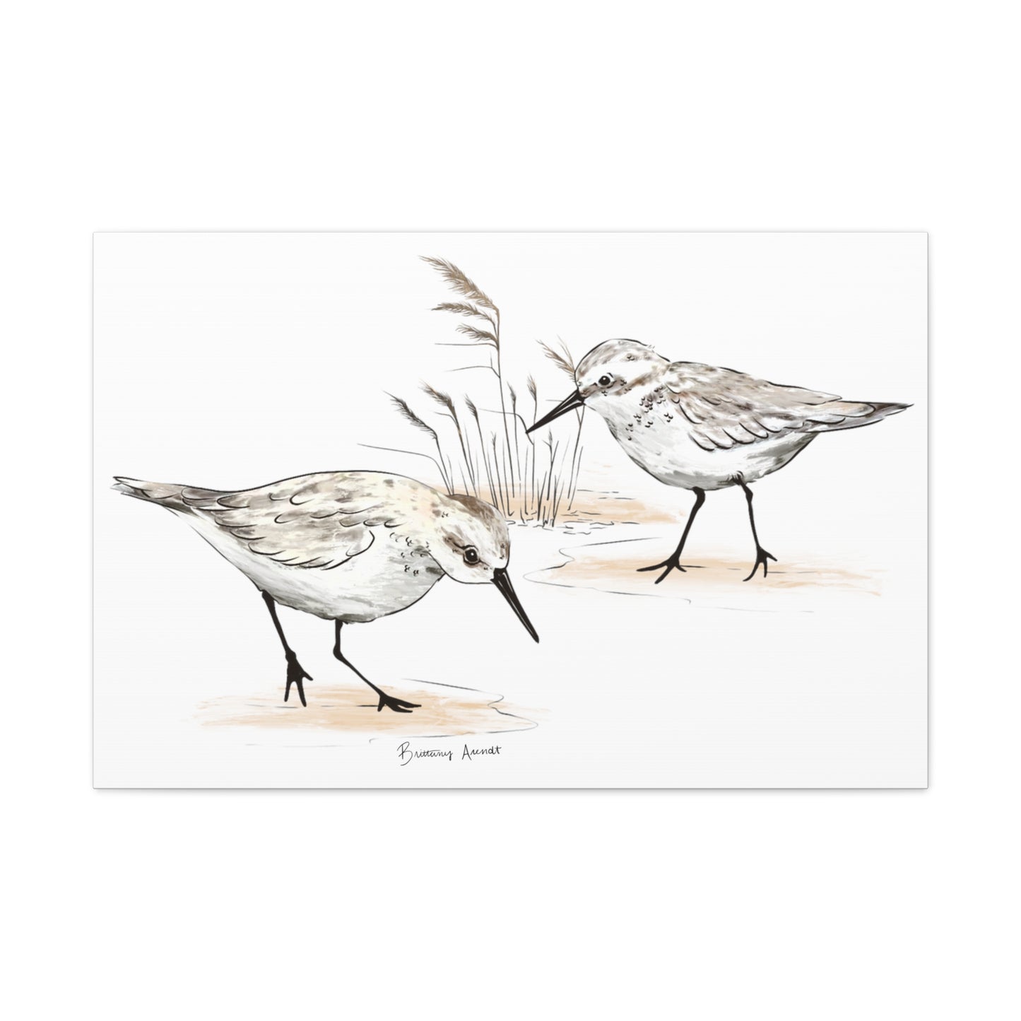 Sand Piper Canvas Gallery Wrap