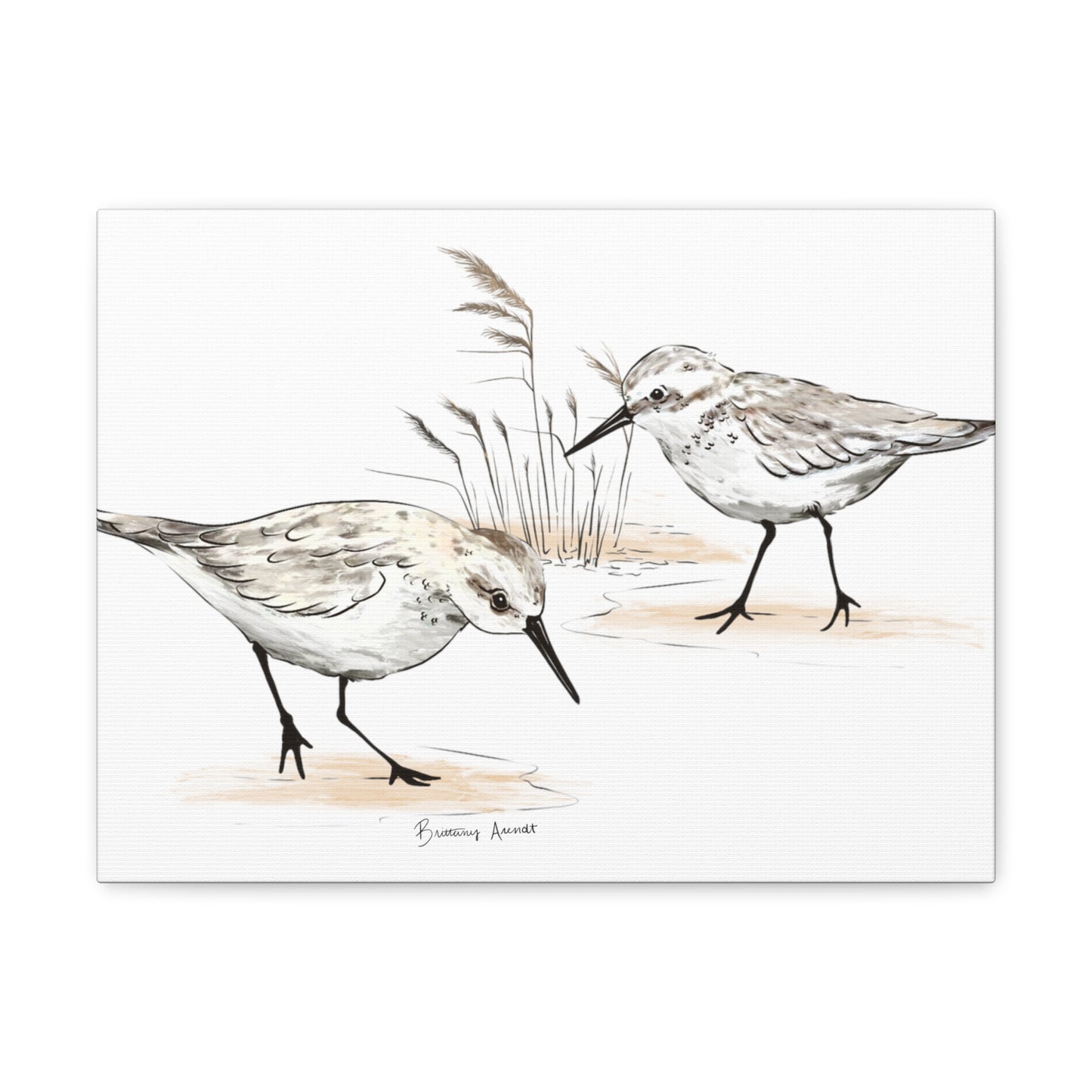 Sand Piper Canvas Gallery Wrap