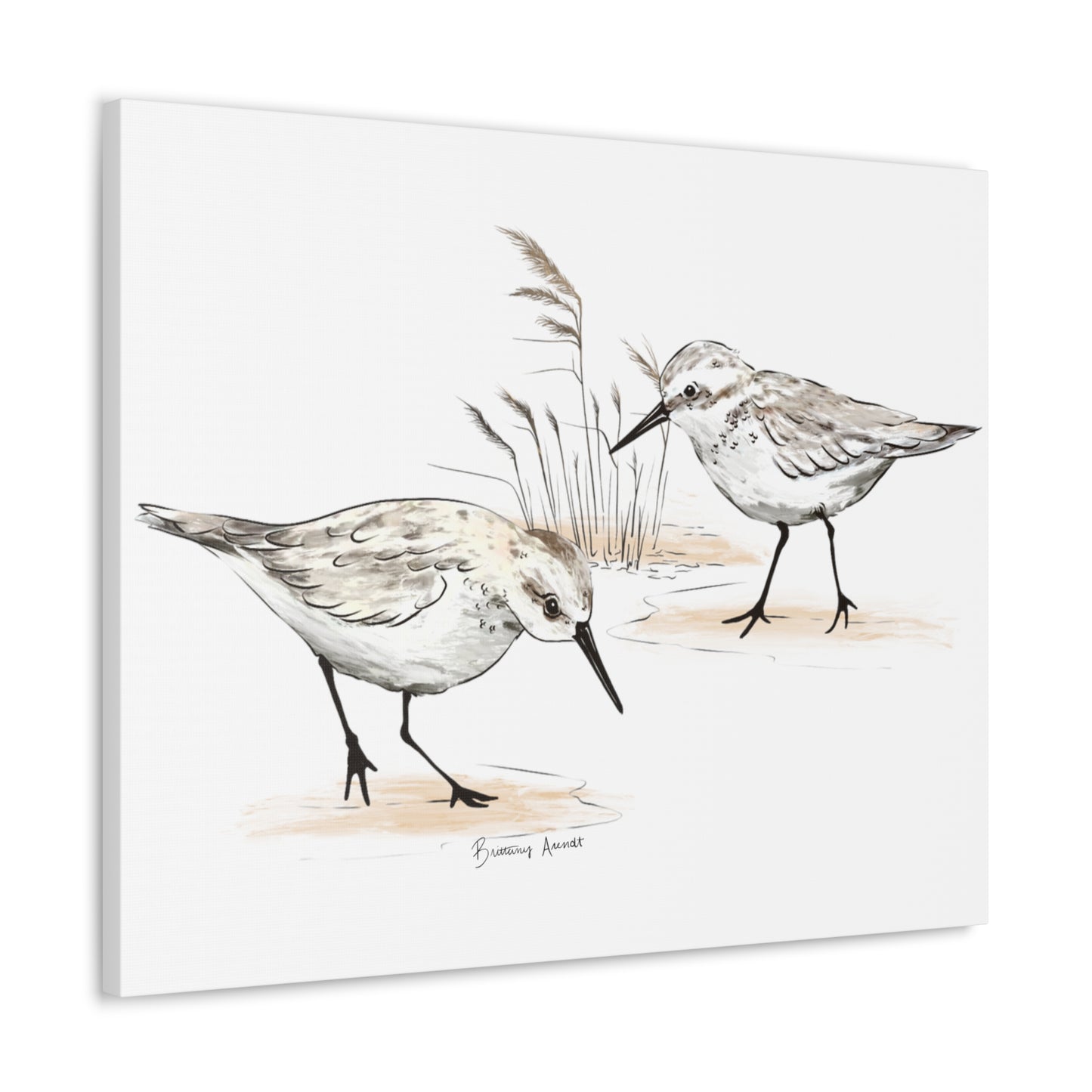 Sand Piper Canvas Gallery Wrap