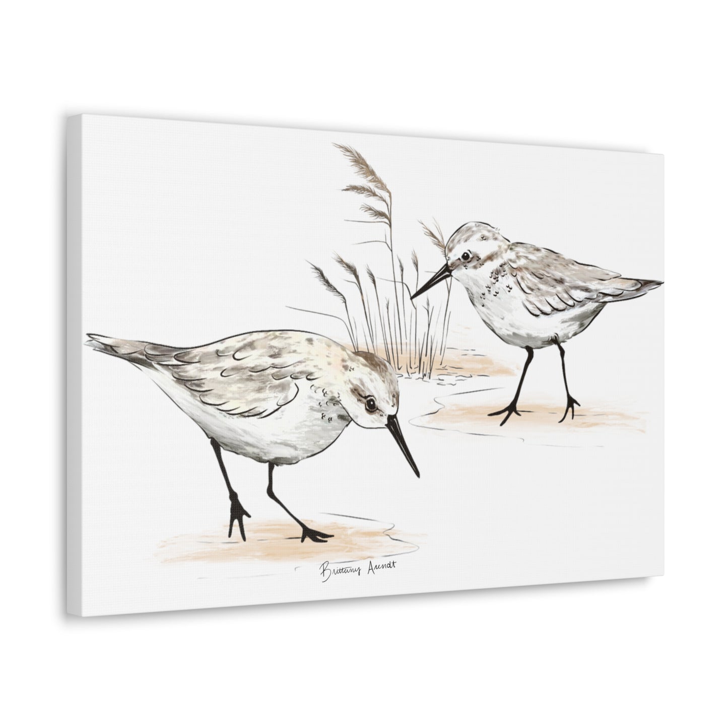 Sand Piper Canvas Gallery Wrap