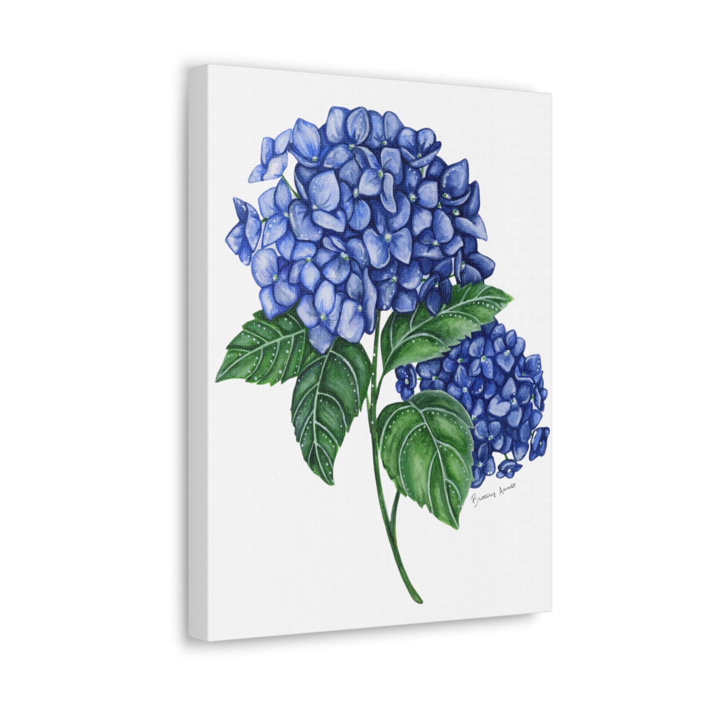 Hydrangea Canvas Gallery Wrap