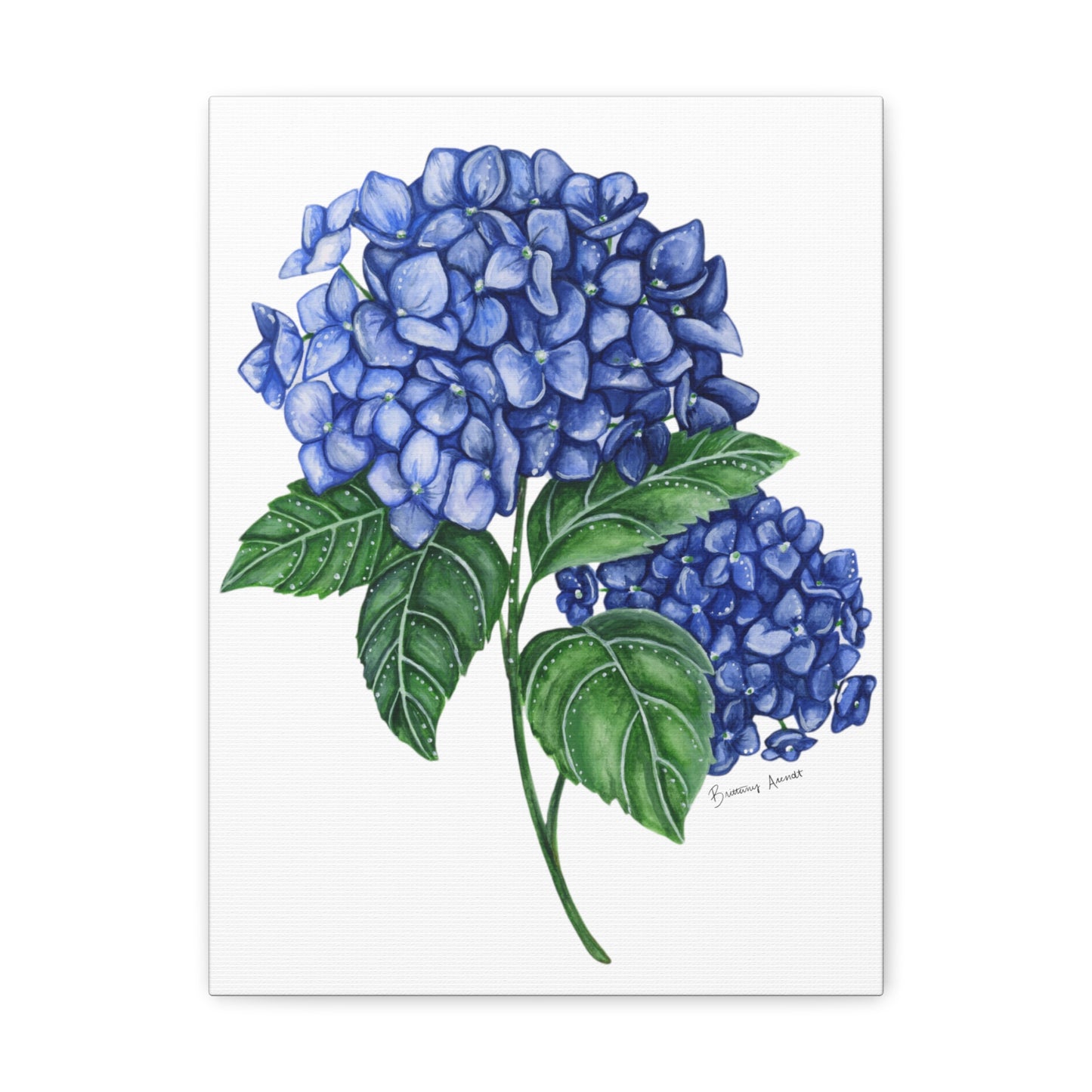 Hydrangea Canvas Gallery Wrap