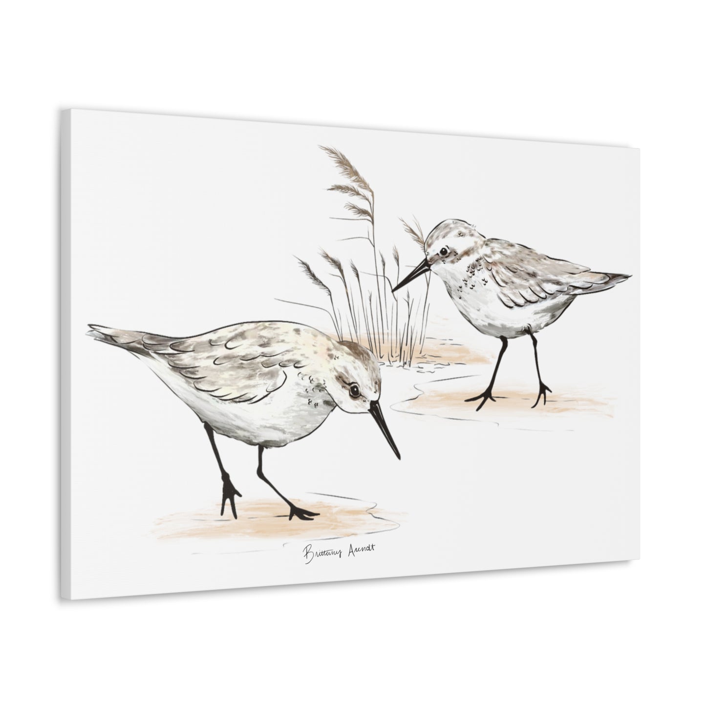 Sand Piper Canvas Gallery Wrap