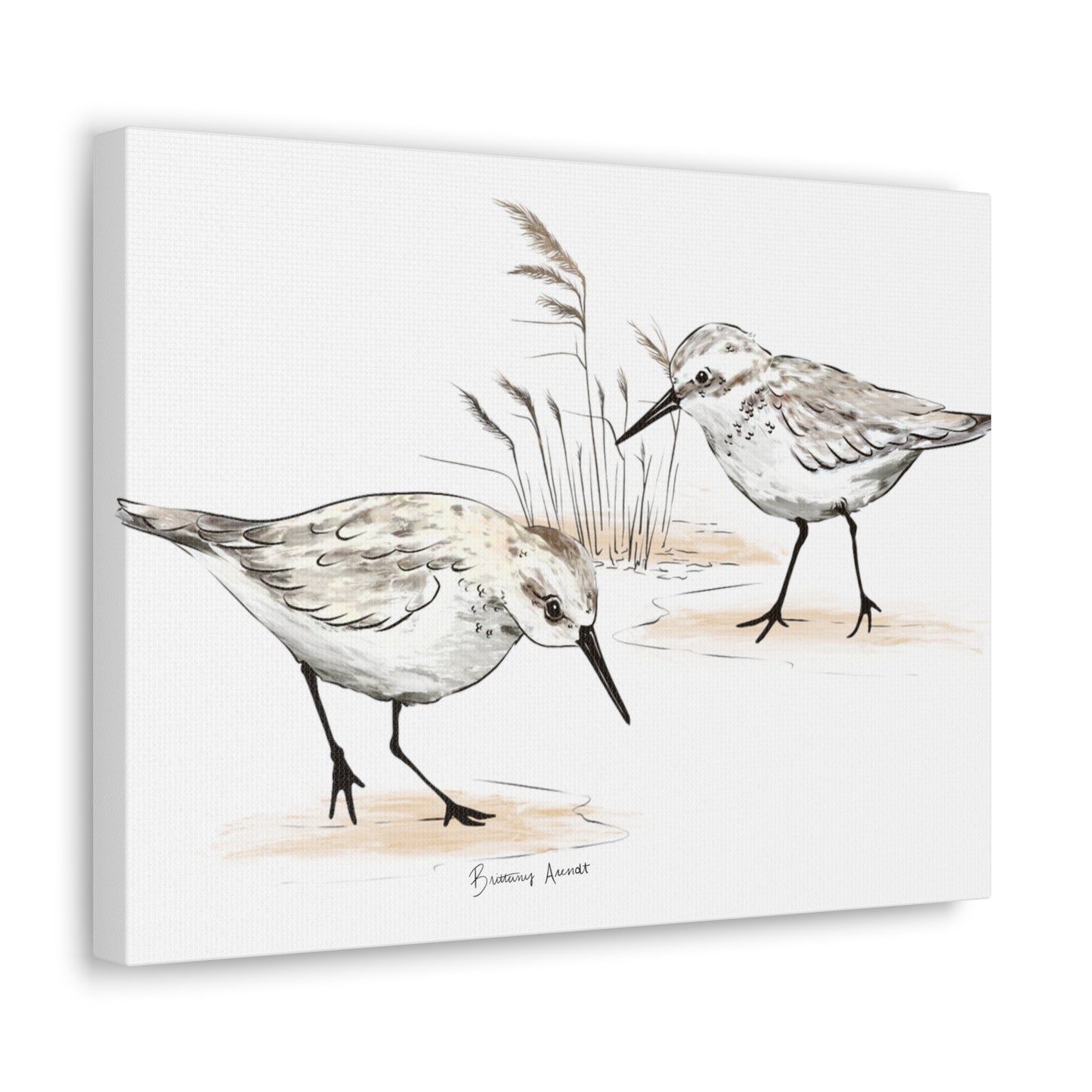 Sand Piper Canvas Gallery Wrap